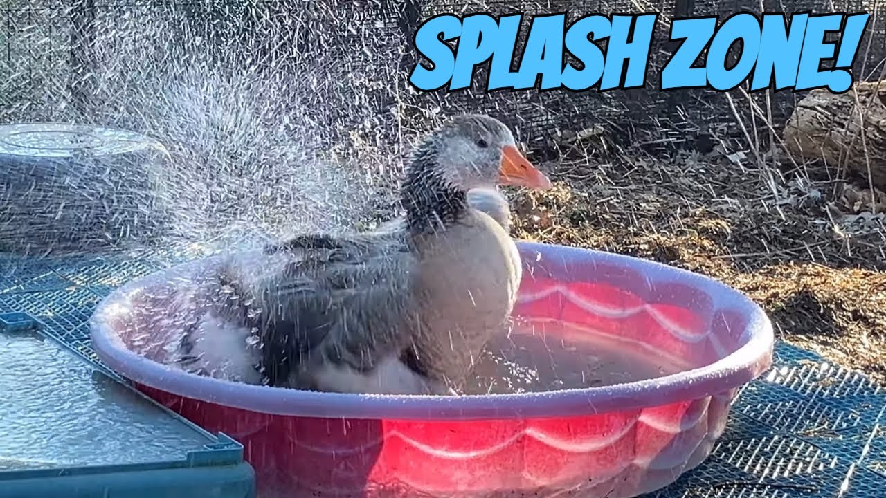 Salus the Goose Splashing Water & Having Fun