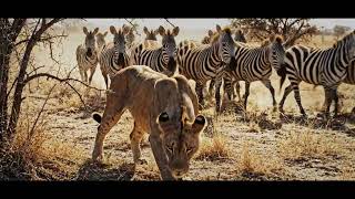 De onbezongen helden van de savanne: hoe zebra's *iedereen* beschermen