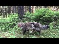 Прогулка в лесу. Норвежская лесная кошка в естественной среде обитания. Norwegian forest cats