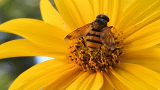 BEAUTIFUL! 100+ GARDEN DESIGN FOR POLLINATOR IDEAS | HOW TO CREATE BACKYARD POLLINATOR GARDEN EASILY