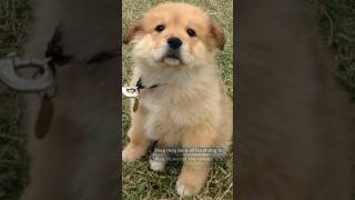 Discover the Ultimate Companion: 5 Unique Qualities of the Chow Golden! #doglover #dog #cutedog