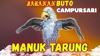 Manuk Tarung - Putra Blambangan (Official Music Video ANEKA SAFARI TV)
