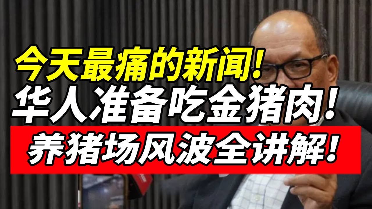 "华人"准备吃"金猪肉"！"养猪场"风波"全面讲解"！