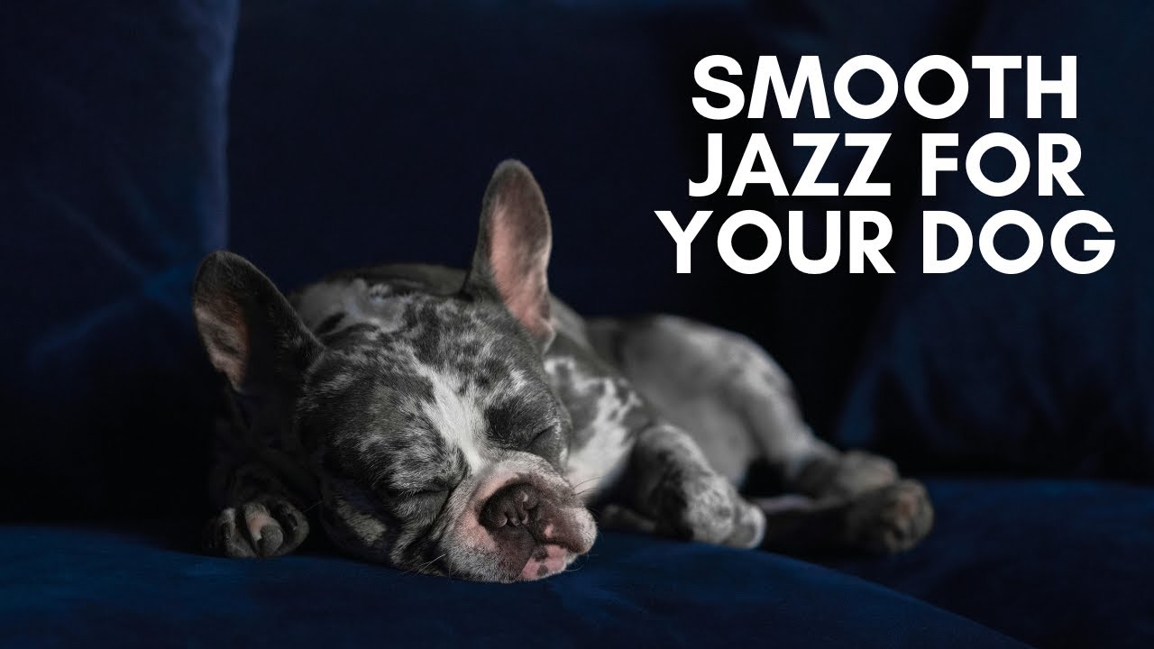 Smooth Jazz for Dogs ๐พ Relaxing Dog Music ๐พ Separation Anxiety Relief ๐พ Stress Relief ๐พ Smooth Jazz for Dogs ๐พ Relaxing Dog Music ๐พ Separation Anxiety Relief ๐พ Stress Relief ๐พ