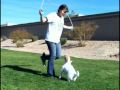 Just Jesse&#39;s Amazing Dog Tricks