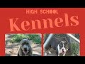 H.S.K back in the Yard American Bully