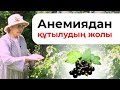 АУЫРҒЫҢЫЗ КЕЛМЕСЕ қарақат жапырағынан шәй жасап ішіңіз! + (рецепт )  Қанды қалай сұйылтуға болады