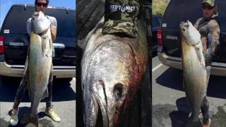 Spearfishing: 52lb White Seabass