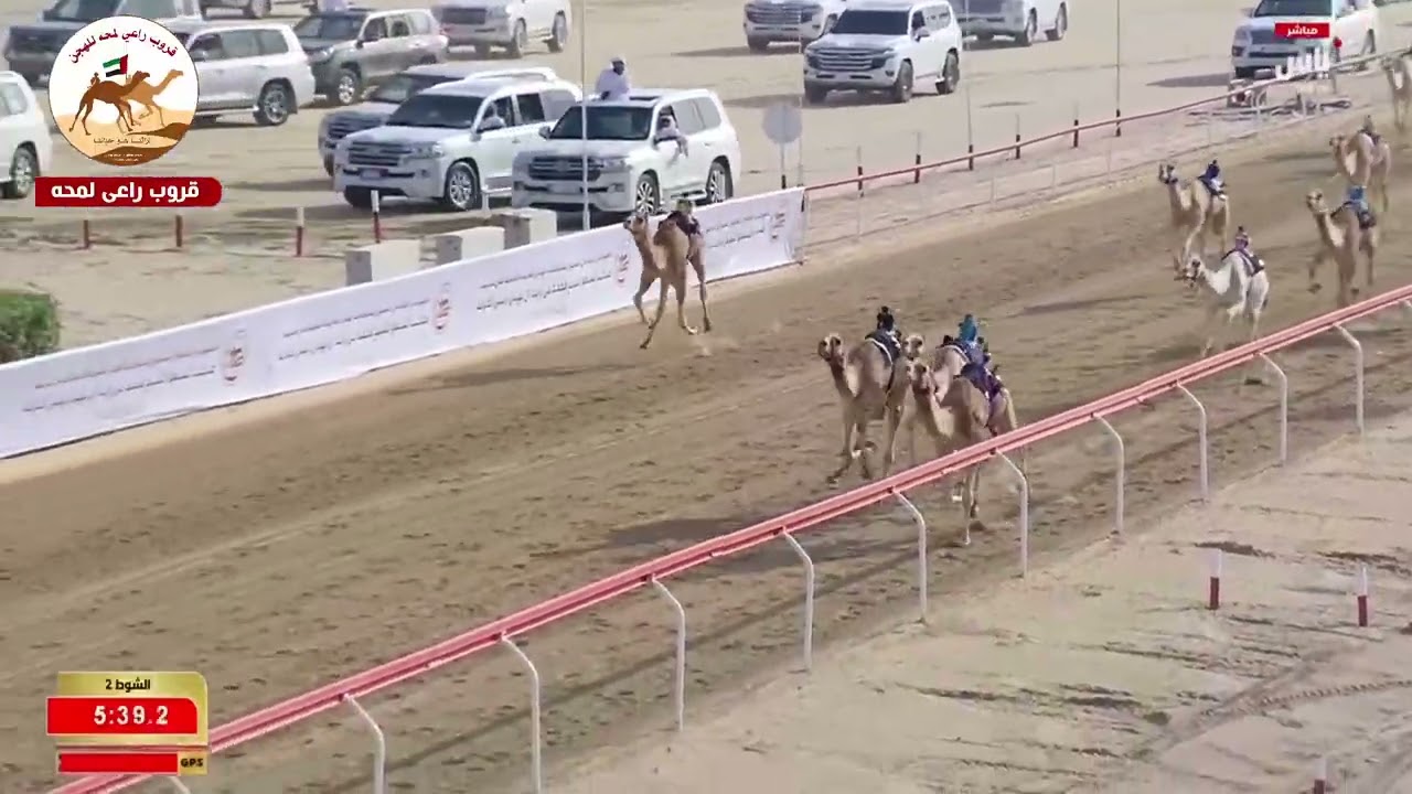 الشوط 2..شاهين لـ مبارك حمد مبارك النابت 5:44:58( مهرجان ختامي الوثبة 2026 )