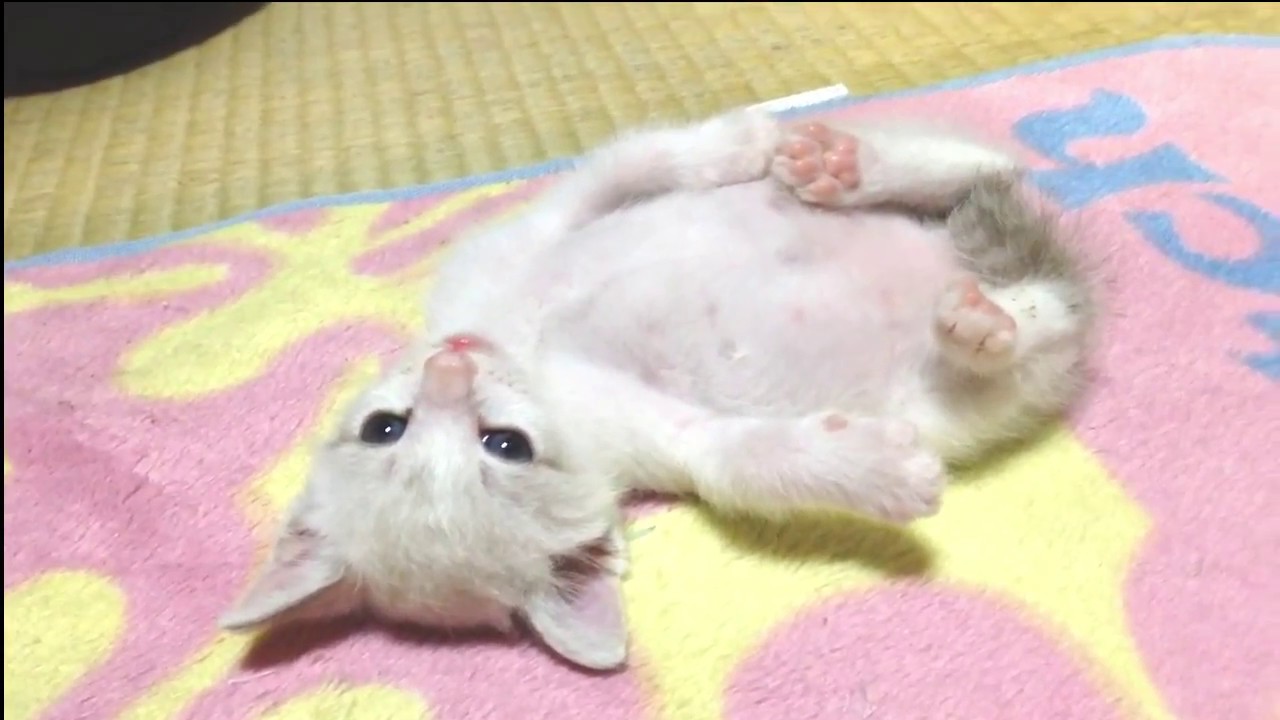 動かなくなる猫 (Move not adult cats) YouTube