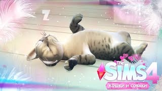 CAS: создаем питомцев  | The Sims 4: КОШКИ И СОБАКИ