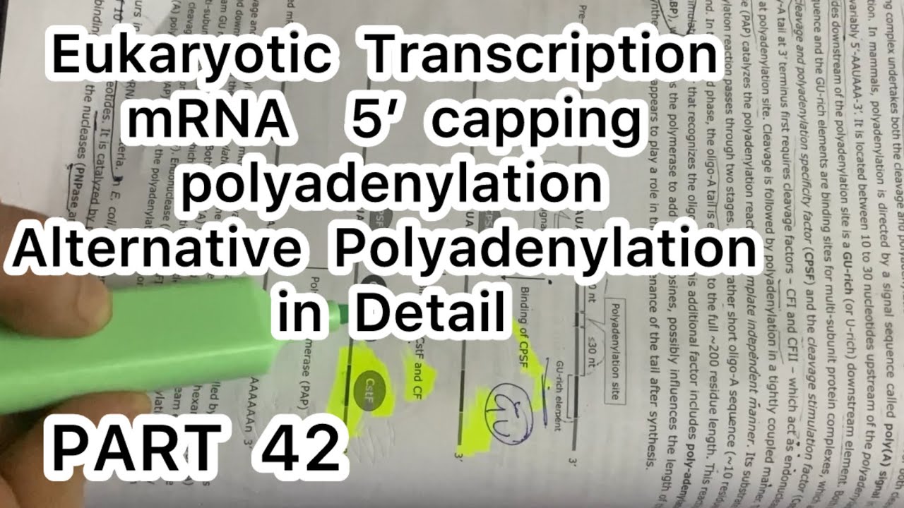 PART 42 🧬|| 5’ capping & polyadenylation in detail || mRNA Processing ...