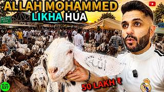 50 Lakh Demand 🥵 Allah Likha Hua Ajmer Bakra Mandi Mai 🐐 Mohammed Chishty Vlogs