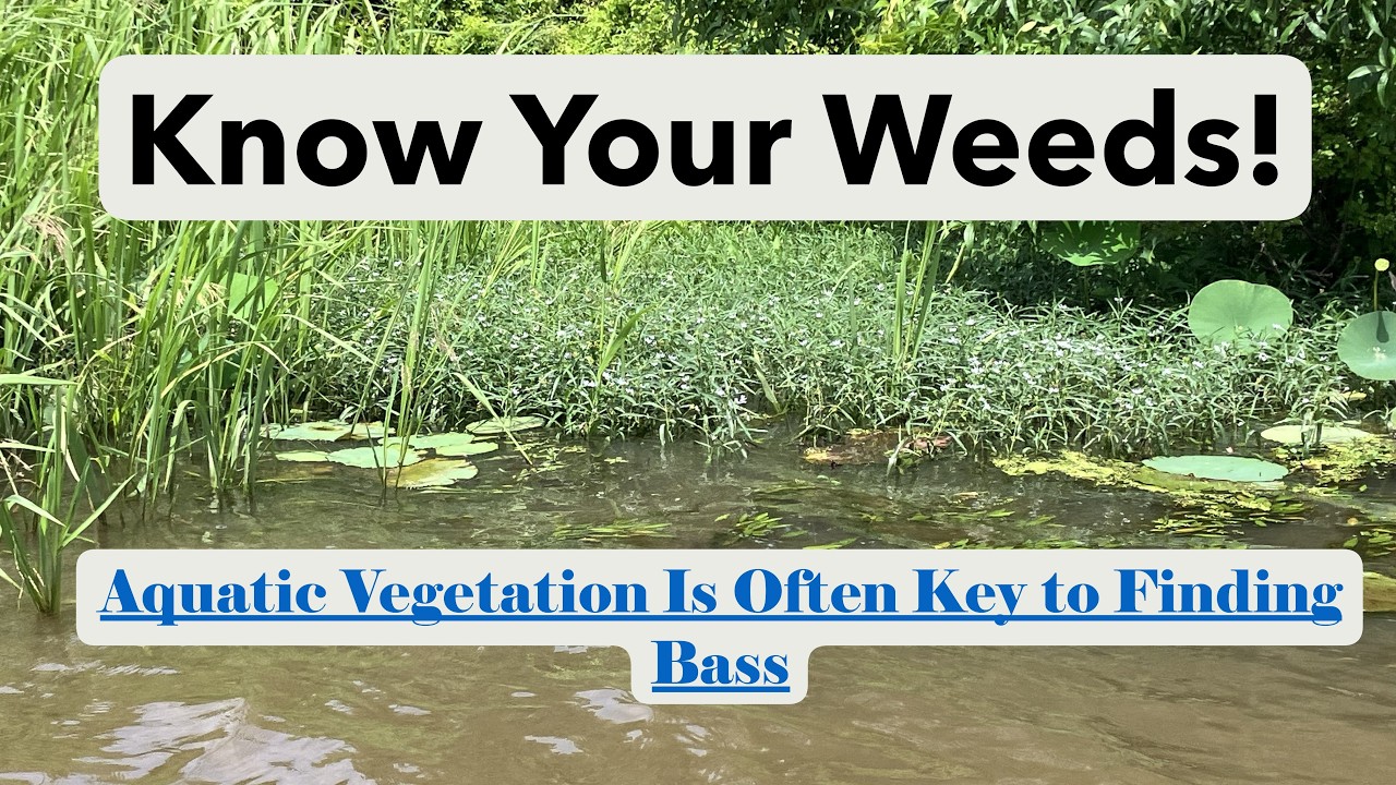Bass Fishing 202-Lesson 132: Know Your Weeds!