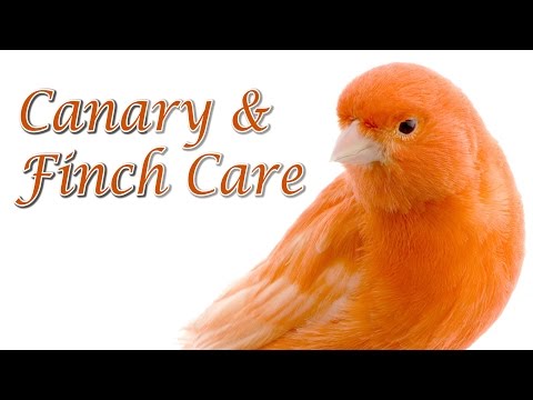 Canary and Finch Care - Requested