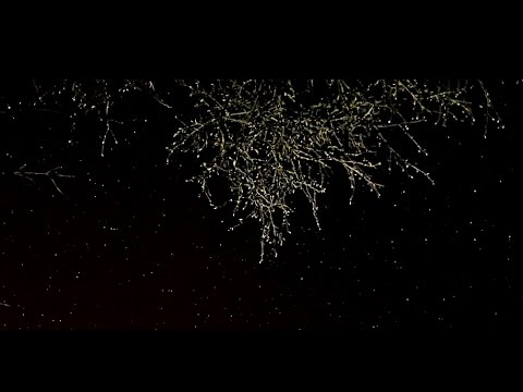 Video: Ar matote meteorų lietų be teleskopo?
