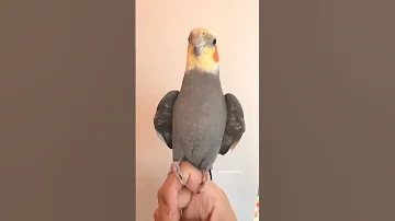 رقص طائر الكوكتيل 