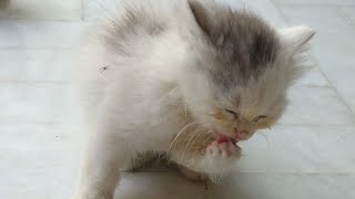 Clean Kittens: Grooming Like Mama - Mother Busy Eating Food