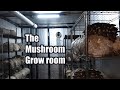 Indoor mushroom grow room tour