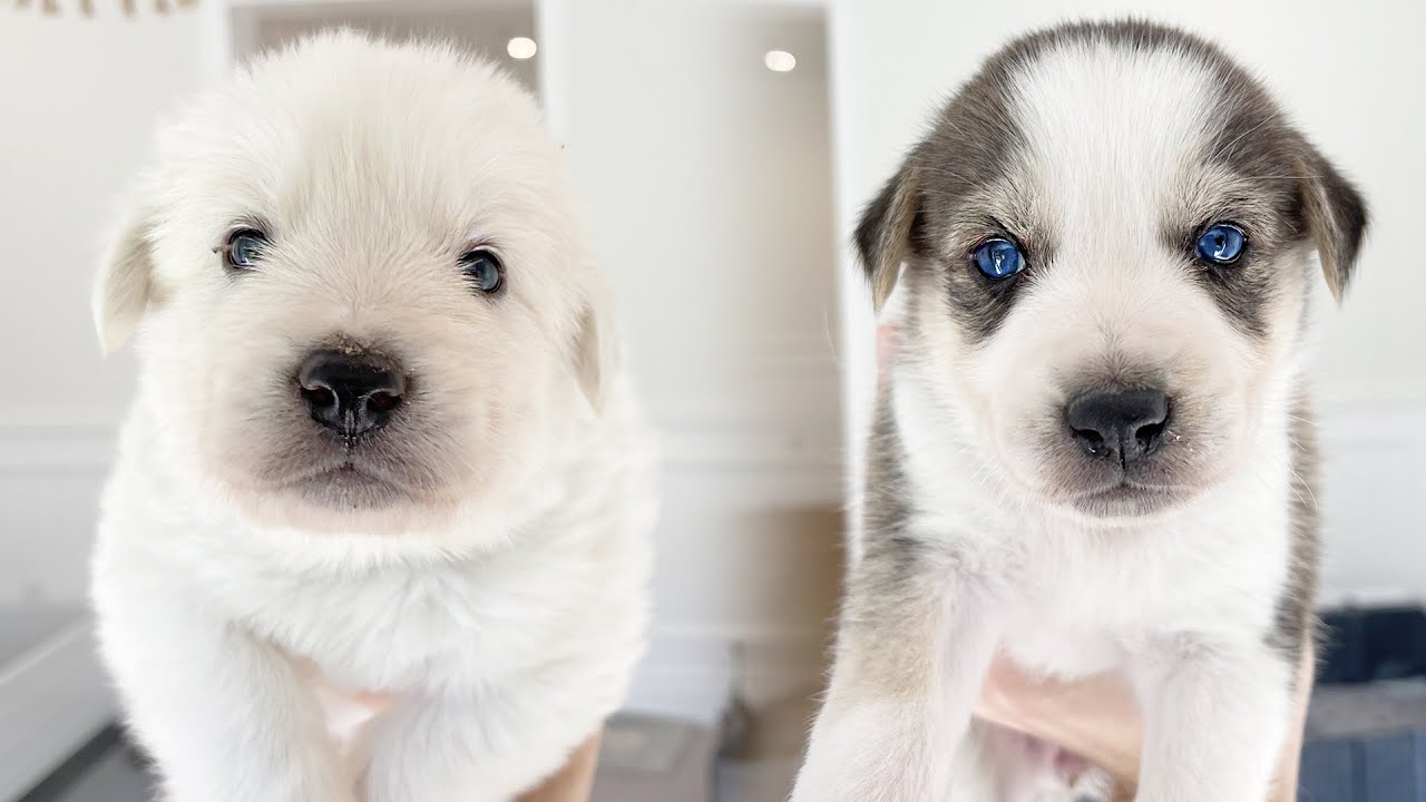 Figuring Out My Rescued Husky Puppies' Eye Colors!