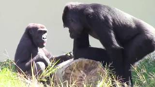 シャバーニ家族 169 Shabani family gorilla