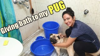 Giving Bath to my PUG puppy at home | Simba's Pug Life
