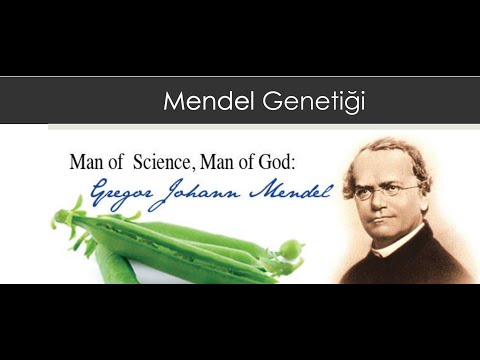 #biyoloji #genel biyoloji BÖLÜM 3: Mendel Genetiği