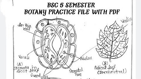 BSC 5 SEMESTER BOTANY PRACTICAL FILE WITH PDF DOWNLOAD