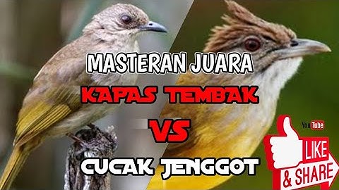 MASTERAN BURUNG KAPAS TEMBAK VS CUCAK JENGGOT,AMPUH BIKIN GACOR TIDAK BIKIN STRESS