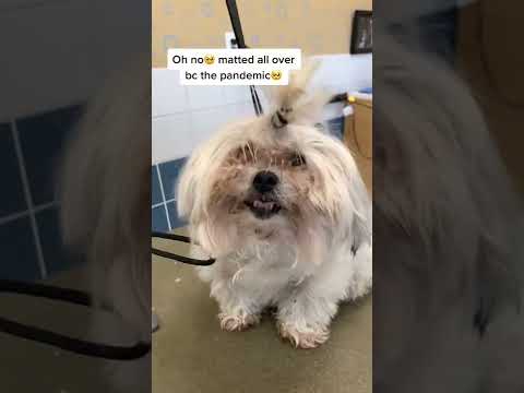 Horribly Matted Pup