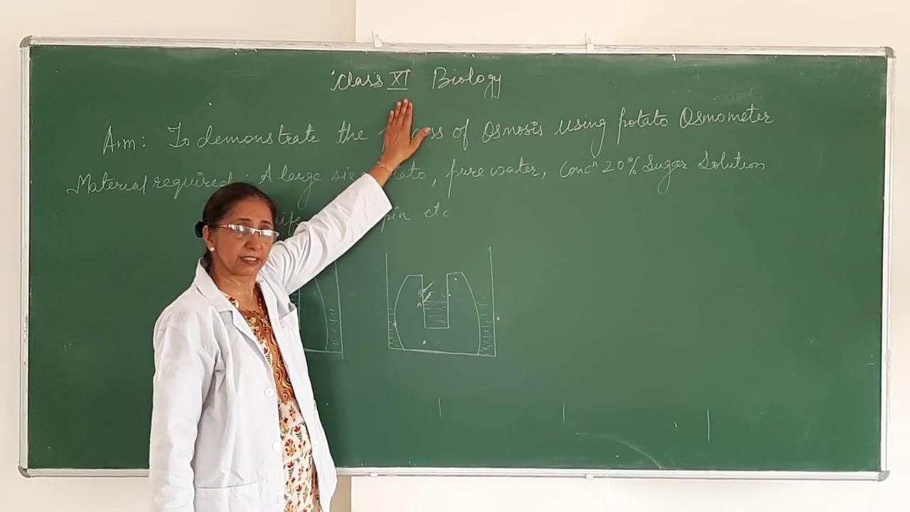 Class 11th BIOLOGY PRACTICAL (POTATO OSMOMETER) YouTube