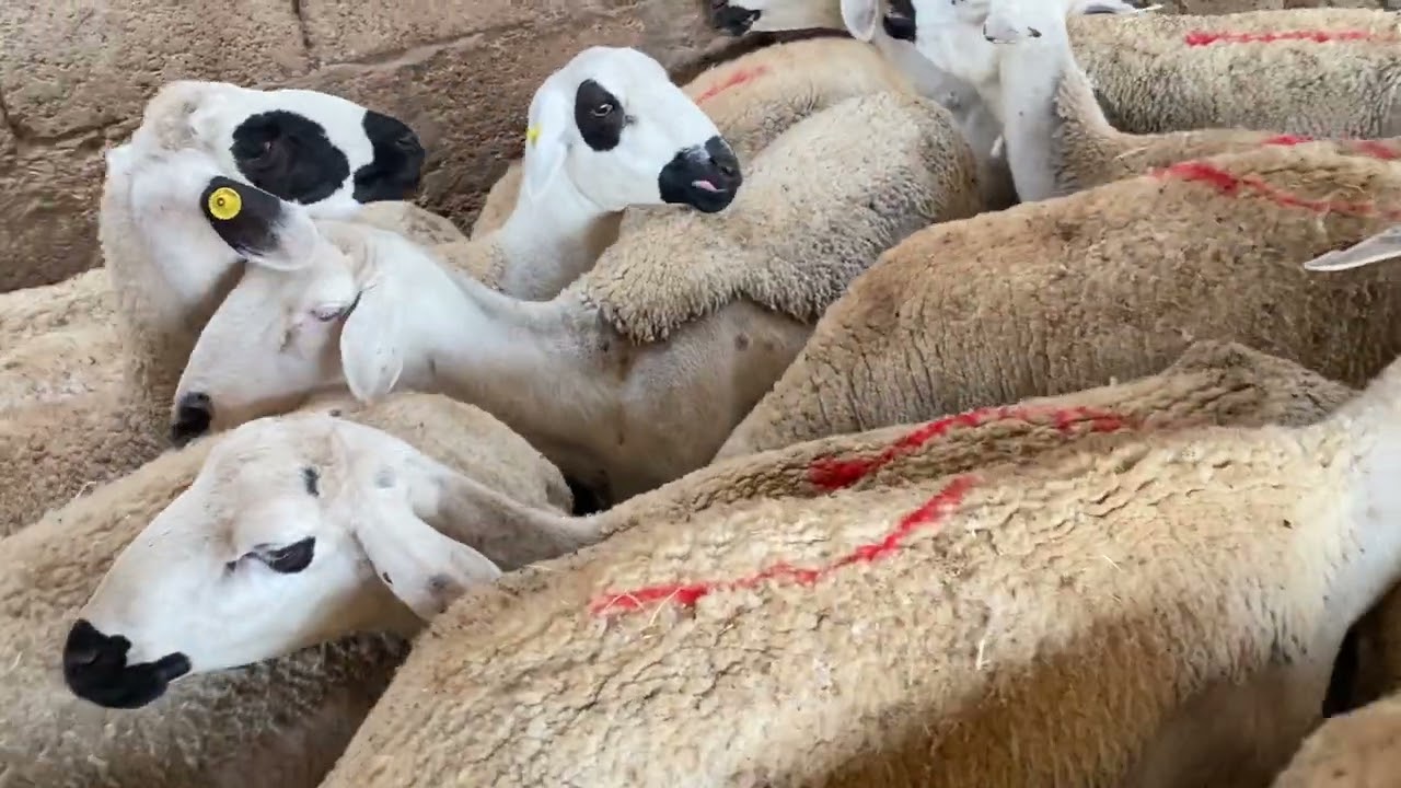 دواء لي خدمت نعجة الوالدة