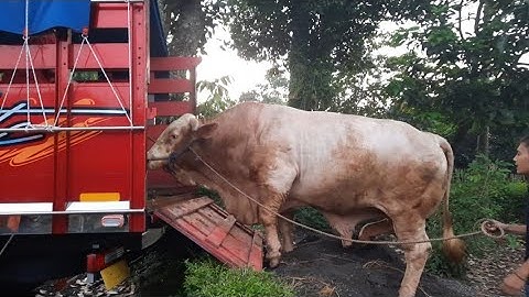 WISANGGENI OTW KE LOKASI KONTES - DENGAN BADAN MONSTERNYA || KONTES APPSI 2022