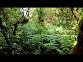 El Bosque Encantado Anaga Tenerife 4K - Hiking in the Canary Islands