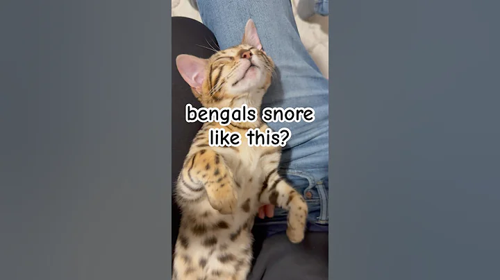 Video 8839181: bengalcat bengals kittens, bengal kitten sleeping