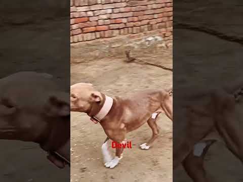 Devil  #apbt#gamedog #gamebred #gamedoghistory #@Alkebulan_SDJ