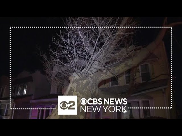 Massive Tree Falls On Home In Queens No Injuries Reported