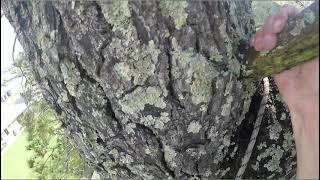 Rec Tree Climb #4 Throwball 1 in a million