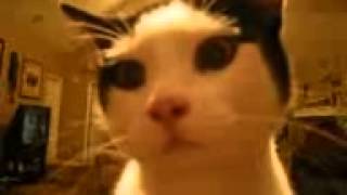 Про кошек3(, 2015-04-21T11:58:09.000Z)