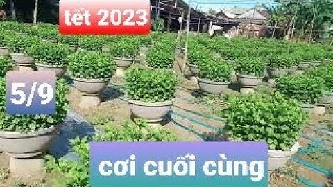 Bấm ngọn lần cuối cúc pha lê chậu 50 tết 2023