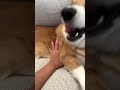 Corgi Spinning Dog Trend Cute Viral Video