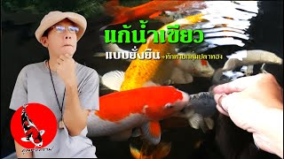 แก้น้ำเขียวบ่อปลาคาร์ฟ น้ำใสแบบยั่งยืน l คุณพ่อคราฟ EP.19