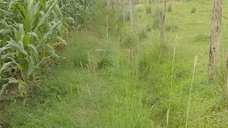 Farm With Bisase Is Going Live