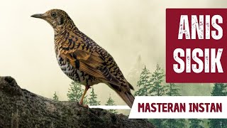 Masteran Anis Sisik Gacor Full Isian