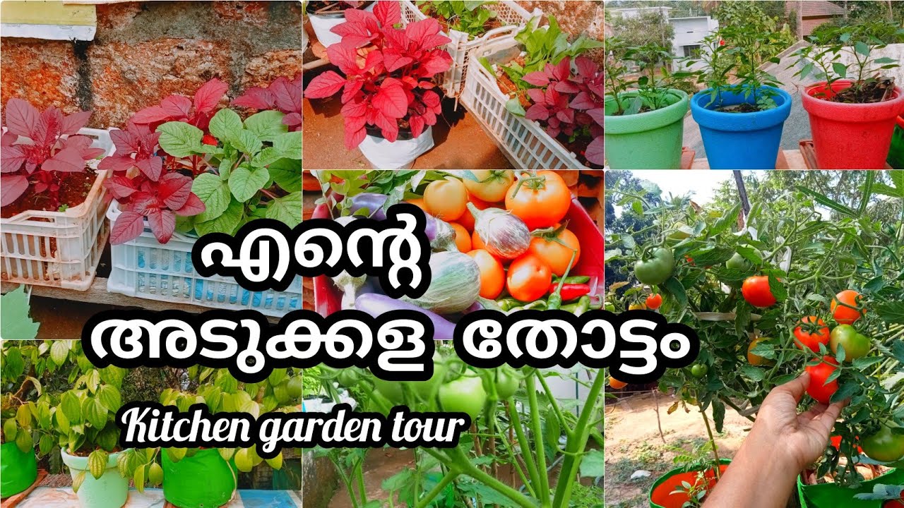 എന്റ അടുക്കള തോട്ടം ഇഷ്ട്ടായോ 🥰kitchen garden tour #jaivakrishi #krishitips #garden 