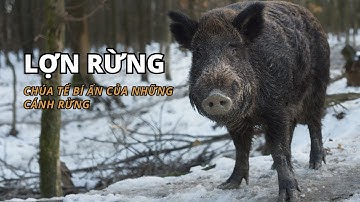 Lợn Rừng - Chúa tể bí ẩn của những cánh rừng