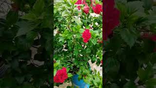 hibiscus 🌺#love mai balak shero waliye 🙏