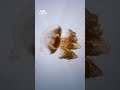 Hypnotic Jellyfish Drift 🪼 #Shorts #Jellyfish #4K #BBCEarth #Wildlife #Animals