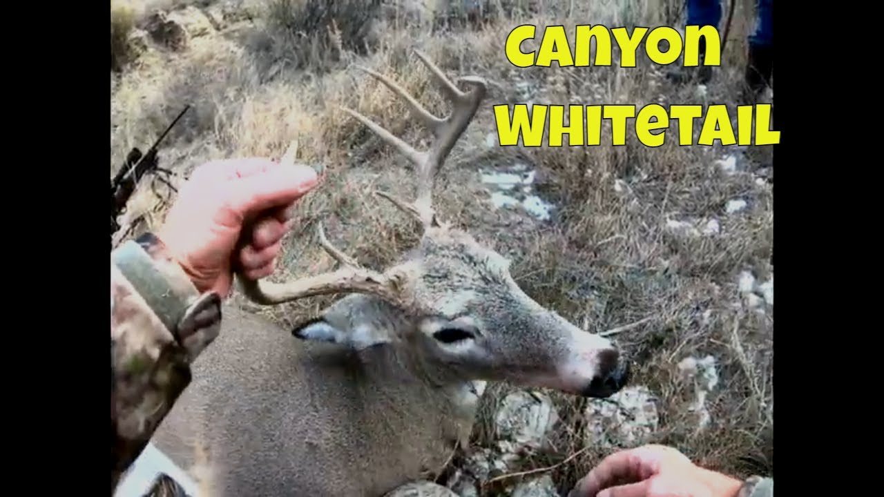 Hunting Whitetail Deer in Steep Rock Covered Canyons [Caution Graphic