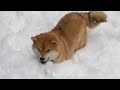 Shiba Jumps in Snow